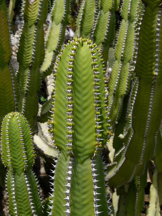 Euphorbia avasmontana JEM ©JL P1060480